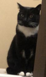 Reunited Female Cat last seen Near Beach Dr SW Seattle, WA 98116 United States, Seattle, WA 98116