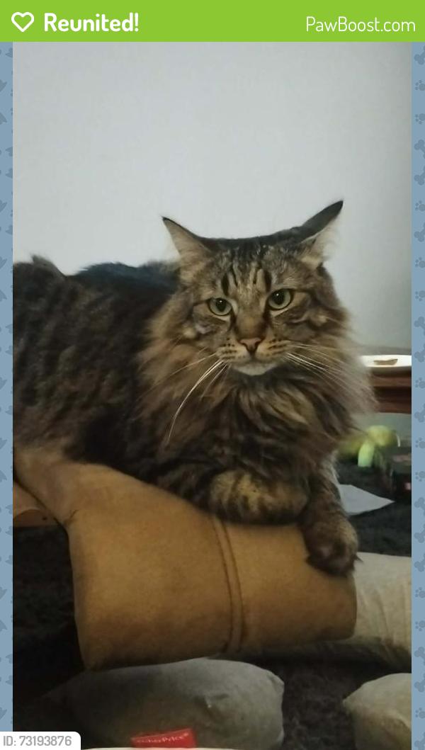 Reunited Male Cat last seen Argyl Street Redbank Plains, Redbank Plains, QLD 4301