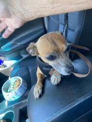 Reunited Female Dog last seen s 60554, Plainfield, IL 60544