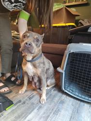 Found/Stray Female Dog last seen Vandora springs and foxwood drive, Garner, NC 27529