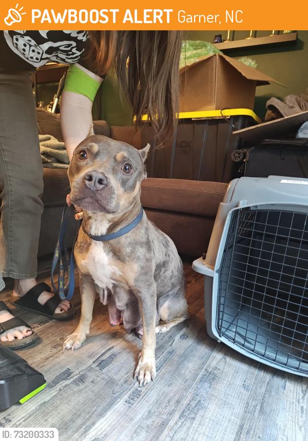 Found/Stray Female Dog last seen Vandora springs and foxwood drive, Garner, NC 27529