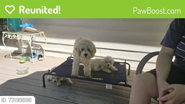 Reunited Unknown Dog last seen Newcastle Way and 125th Street, Bellevue, WA 98056