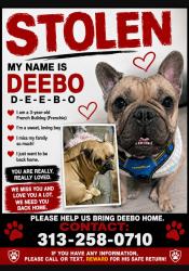 Lost Male Dog last seen 8 mile rd and van Dyke, Warren, MI 48234