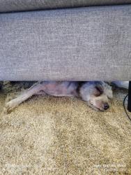 Reunited Male Dog last seen City college, San Diego, CA 92101