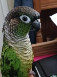 Lost Male Bird last seen penwood and milford, WHITING,NJ, Manchester Township, NJ 08759