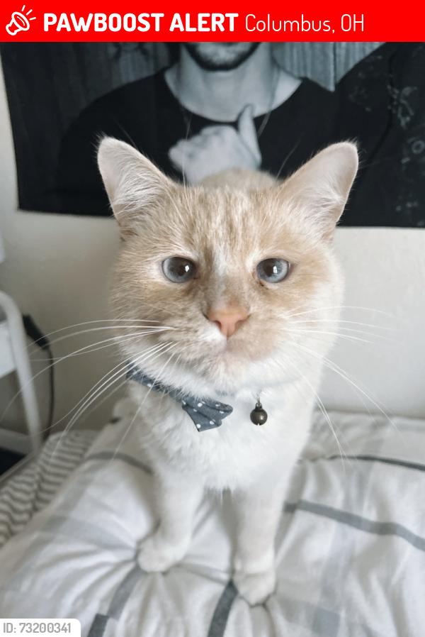Lost Male Cat last seen Target, Columbus, OH 43004