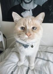Lost Male Cat last seen Target, Columbus, OH 43004