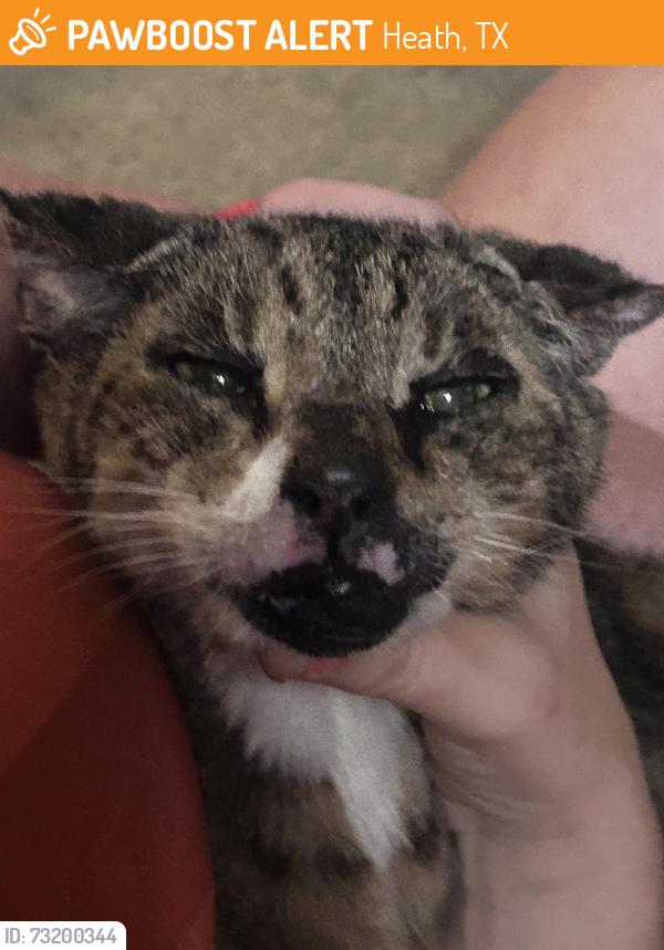 Found/Stray Unknown Cat last seen Lakeside at Heath, Heath, TX 75032