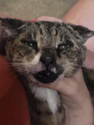 Found/Stray Unknown Cat last seen Lakeside at Heath, Heath, TX 75032