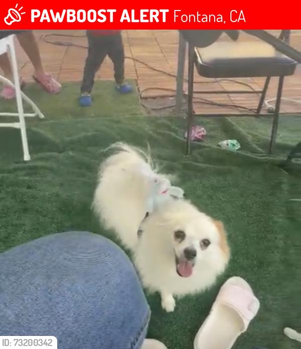 Lost Female Dog last seen Randall avenue, Fontana, CA 92335