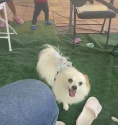 Lost Female Dog last seen Randall avenue, Fontana, CA 92335