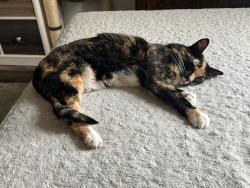 Reunited Female Cat last seen Near Hooper Park, Hooper, UT 84315
