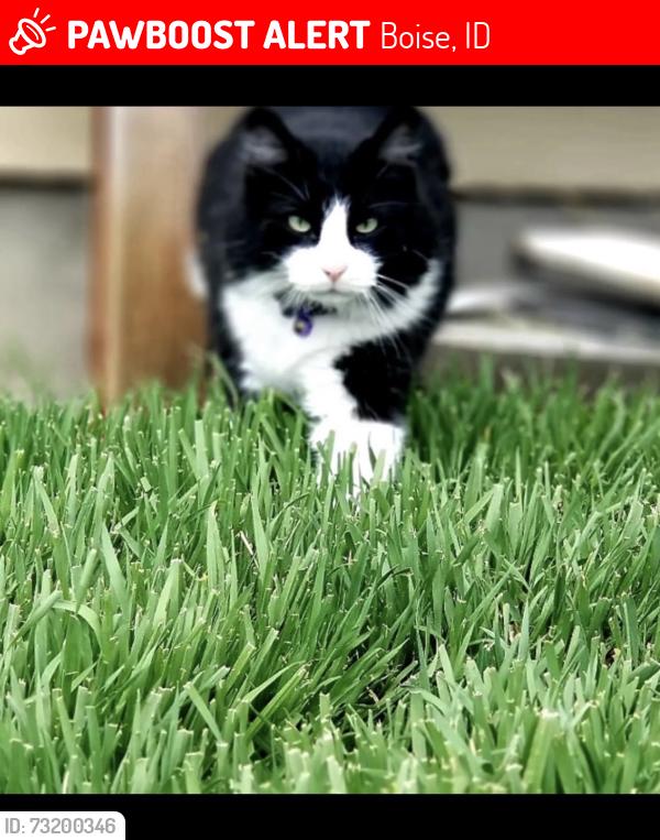 Lost Male Cat last seen Maple Grove Sunflower, Boise, ID 83704