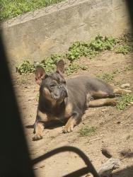 Lost Female Dog last seen Northwest 30th St. & Clinton Ave. & Northwest 29th St., Fort Worth, TX 76164