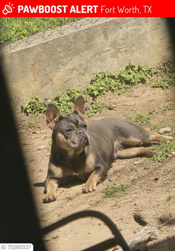 Lost Female Dog last seen Northwest 30th St. & Clinton Ave. & Northwest 29th St., Fort Worth, TX 76164