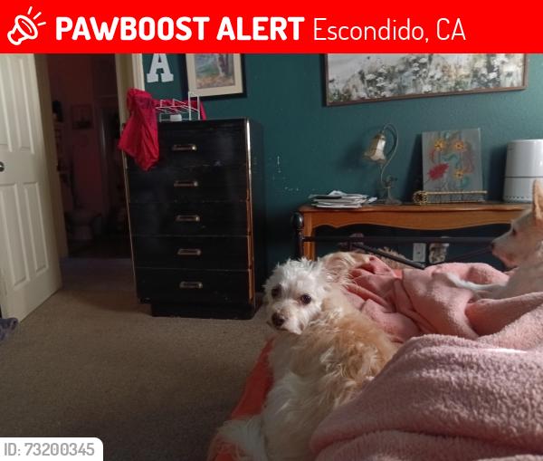 Lost Female Dog last seen Grand/midway, Escondido, CA 92027