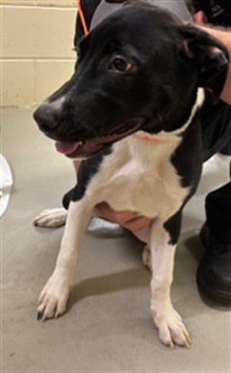 Shelter Stray Female Dog last seen , 232 Eslinger Way, Sanford, FL 32773, USA