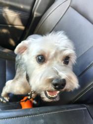 Reunited Male Dog last seen Near West 8th Street, Yuma, AZ 85364