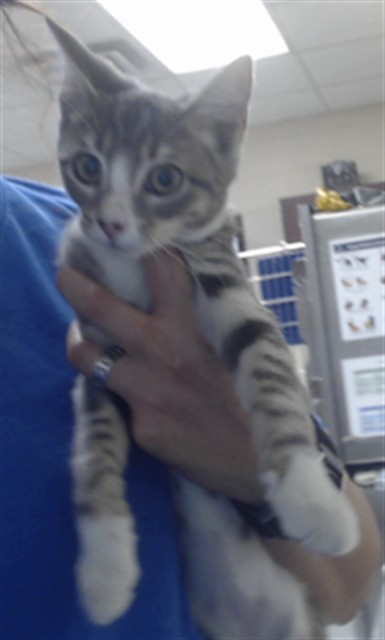 Shelter Stray Male Cat last seen Near BLOCK CARSWELL DR, FAYETTEVILLE NC 28311, 4704 Corporation Dr, Fayetteville, NC 28306, USA