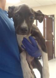 Shelter Stray Female Dog last seen Near BLOCK CEDAR CREEK RD, FAYETTEVILLE NC 28312, 4704 Corporation Dr, Fayetteville, NC 28306, USA