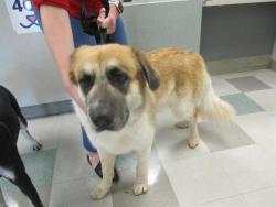 Shelter Stray Female Dog last seen Near BLOCK NW EXPRESSWAY, OKLAHOMA CITY OK 73132, 2811 SE 29th St, Oklahoma City, OK 73129, USA