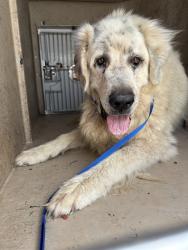 Shelter Stray Male Dog last seen Near BLOCK SW 94TH ST, MUSTANG OK 73064, 2811 SE 29th St, Oklahoma City, OK 73129, USA
