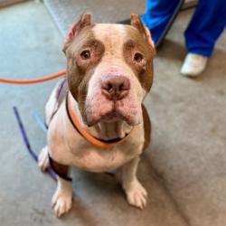 Shelter Stray Male Dog last seen OAK LN SORRENTO, 12280 County Rd 448, Tavares, FL 32778, USA
