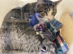 Shelter Stray Male Cat last seen Near BLOCK S TRINTHAMMER AVE, 3839 W Burnham St, West Milwaukee, WI 53215, USA