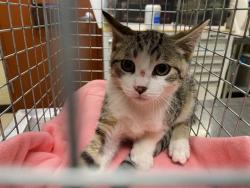 Shelter Stray Unknown Cat last seen Near BLOCK N 49TH ST, 3839 W Burnham St, West Milwaukee, WI 53215, USA