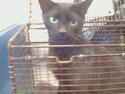 Shelter Stray Female Cat last seen MASCOT AVE/35TH AVE, 95824, 3839 Bradshaw Rd, Sacramento, CA 95827, USA