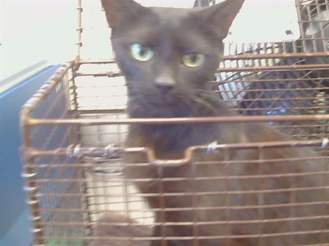 Shelter Stray Female Cat last seen MASCOT AVE/35TH AVE, 95824, 3839 Bradshaw Rd, Sacramento, CA 95827, USA
