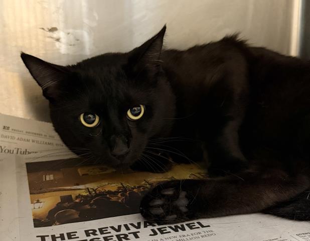 Shelter Stray Male Cat last seen , 3201 Lacy St, Los Angeles, CA 90031, USA
