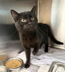 Shelter Stray Male Cat last seen , 3201 Lacy St, Los Angeles, CA 90031, USA