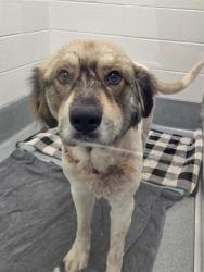 Shelter Stray Male Dog last seen Near, 2600 S Harding St, Indianapolis, IN 46221, USA