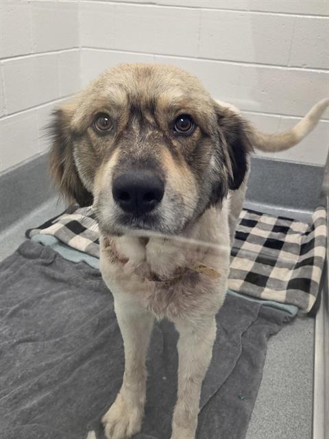 Shelter Stray Male Dog last seen Near, 2600 S Harding St, Indianapolis, IN 46221, USA