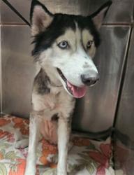 Shelter Stray Female Dog last seen , 3201 Lacy St, Los Angeles, CA 90031, USA