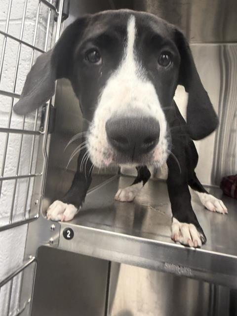 Shelter Stray Male Dog last seen Near, 2600 S Harding St, Indianapolis, IN 46221, USA