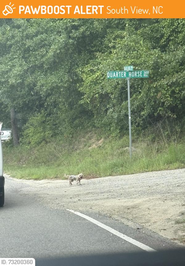 Found/Stray Unknown Dog last seen Ran across from Benchmark Way in Hope Mills, South View, NC 28371