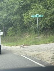 Found/Stray Unknown Dog last seen Ran across from Benchmark Way in Hope Mills, South View, NC 28371