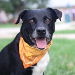 Shelter Stray Male Dog last seen Near BLOCK E SOUTHCROSS, 4710 TX-151, San Antonio, TX 78227, USA