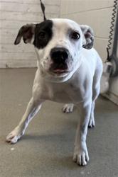 Shelter Stray Female Dog last seen 7TH & MERIDIAN, 333 Chandler Pl, San Bernardino, CA 92408, USA