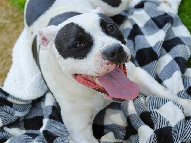 Shelter Stray Female Dog last seen BUCK LAKE RD, TALLAHASSEE FL 32317, 1125 Easterwood Dr, Tallahassee, FL 32311, USA