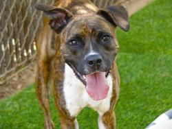Shelter Stray Female Dog last seen Near BLOCK PULLEN RD, TALLAHASSEE FL 32303, 1125 Easterwood Dr, Tallahassee, FL 32311, USA