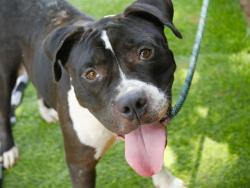 Shelter Stray Male Dog last seen Near BLOCK WILDER RD, TALLAHASSEE FL 32304, 1125 Easterwood Dr, Tallahassee, FL 32311, USA