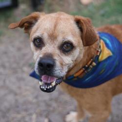 Shelter Stray Male Dog last seen Near BLOCK BROOKVIEW, 4710 TX-151, San Antonio, TX 78227, USA