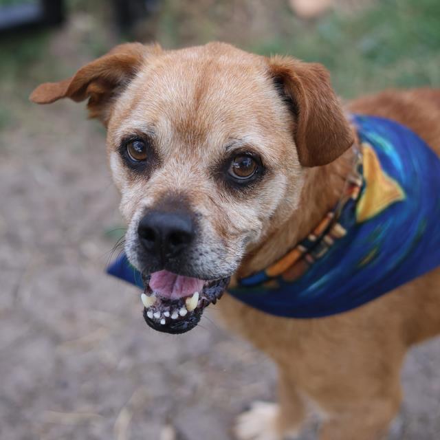 Shelter Stray Male Dog last seen Near BLOCK BROOKVIEW, 4710 TX-151, San Antonio, TX 78227, USA