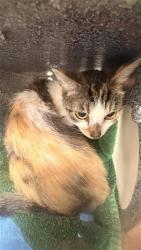 Shelter Stray Female Cat last seen DARTMOOR WAY / NORIKER DR, 9150 Union Park Way, Elk Grove, CA 95624, USA