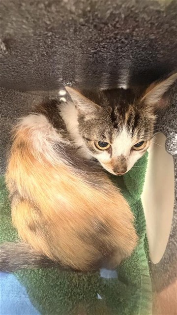 Shelter Stray Female Cat last seen DARTMOOR WAY / NORIKER DR, 9150 Union Park Way, Elk Grove, CA 95624, USA
