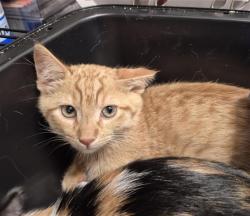 Shelter Stray Male Cat last seen FREITAG WAY / PIRAIEUS CT, 9150 Union Park Way, Elk Grove, CA 95624, USA