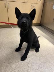 Shelter Stray Male Dog last seen Near BLOCK SOUDER ST, PERRIS CA 92570, 6851 Van Buren Boulevard, Jurupa Valley, CA 92509, USA